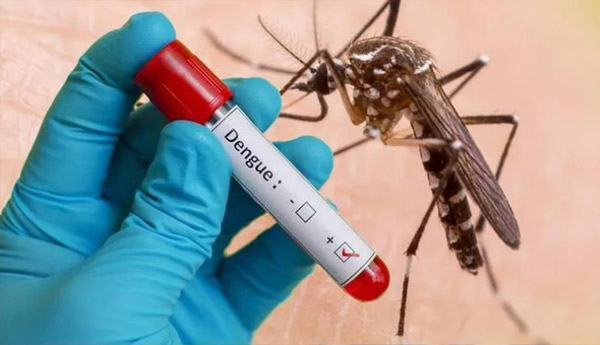 Virus Dengue do muỗi vằn Aedes đốt đang bùng phát thành dịch sốt xuất huyết 